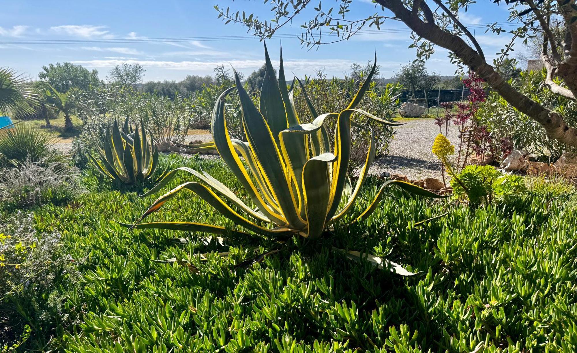Finca Es Velar Santanyí Εξωτερικό φωτογραφία
